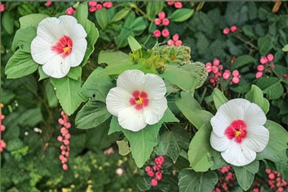 Hibiscus lasiocarpos Seeds – Woolly Rose Mallow Native Wetland Flower – Perennial Plant for Pollinator Gardens