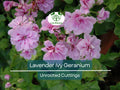 Lavender Pelargonium Peltatum Trailing Ivy Geranium Unrooted Cuttings – 6" Live Plant for Hanging Baskets & Containers