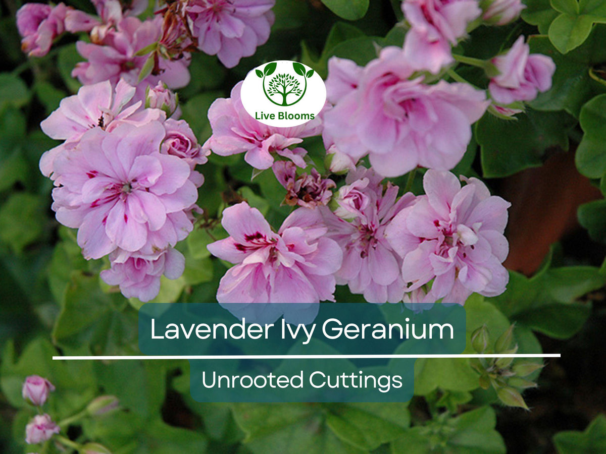 Lavender Pelargonium Peltatum Trailing Ivy Geranium Unrooted Cuttings – 6" Live Plant for Hanging Baskets & Containers