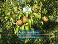 Green Anjou Pear Tree Cuttings – 8 Unrooted Propagation Clippings for Grafting, Pyrus communis, Sweet Juicy Fruit