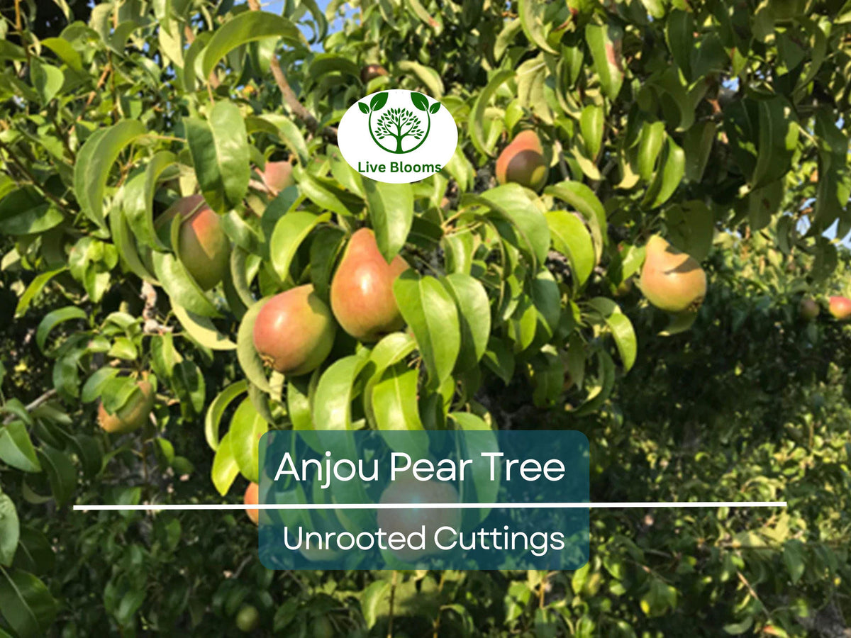 Green Anjou Pear Tree Cuttings – 8 Unrooted Propagation Clippings for Grafting, Pyrus communis, Sweet Juicy Fruit