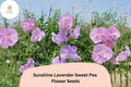 Sunshine Lavender Sweet Pea Seeds | Climbing Vine with Lavender Flowers | Lathyrus odoratus | 50+ Seeds for Garden Planting