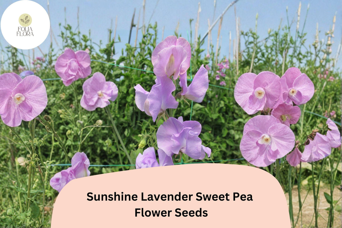 Sunshine Lavender Sweet Pea Seeds | Climbing Vine with Lavender Flowers | Lathyrus odoratus | 50+ Seeds for Garden Planting