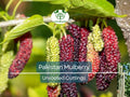 10pcs Organic Pakistan Mulberry (Morus Nigra) Unrooted Cuttings for Grafting & Propagation, Fruit Tree, Hardy, High-Yield