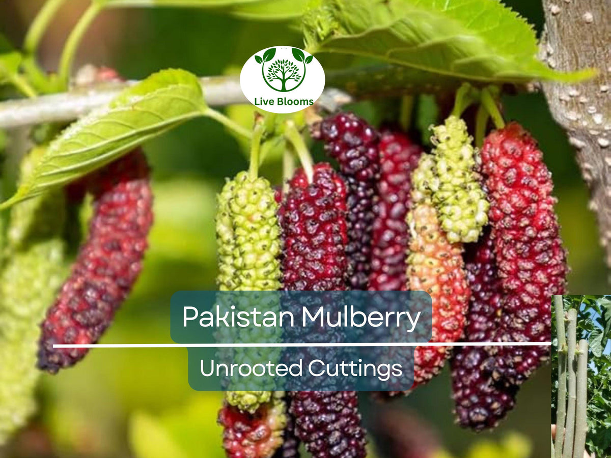 10pcs Organic Pakistan Mulberry (Morus Nigra) Unrooted Cuttings for Grafting & Propagation, Fruit Tree, Hardy, High-Yield