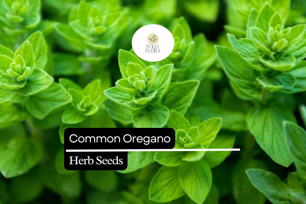 300 Seeds Common Oregano Herb Seeds, Origanum Vulgare, Aromatic Culinary Herb for Kitchen Gardens and Herb Pots