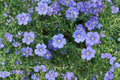 Perennial Blue Flax Seeds, Linum perenne, Hardy Wildflower for Pollinators, Drought-Tolerant, Full Sun, Cottage Garden, Meadow Plant