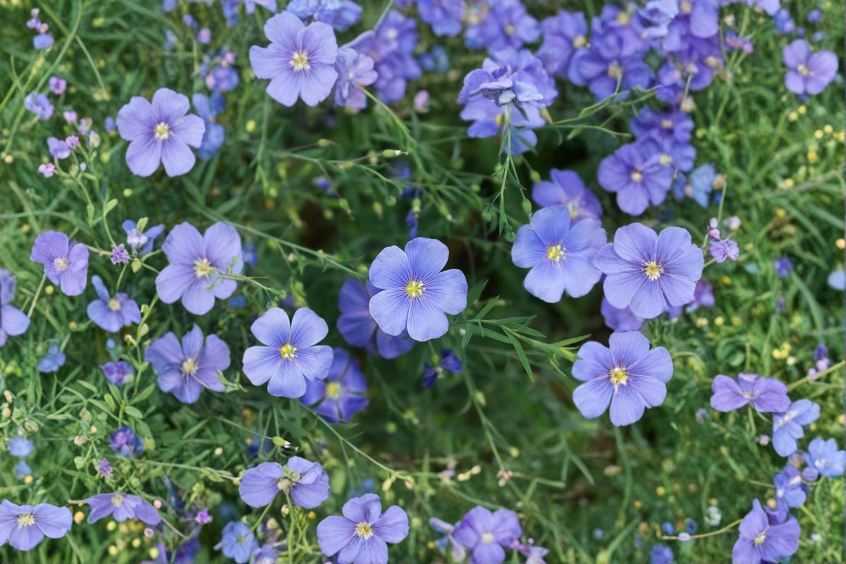 Perennial Blue Flax Seeds, Linum perenne, Hardy Wildflower for Pollinators, Drought-Tolerant, Full Sun, Cottage Garden, Meadow Plant