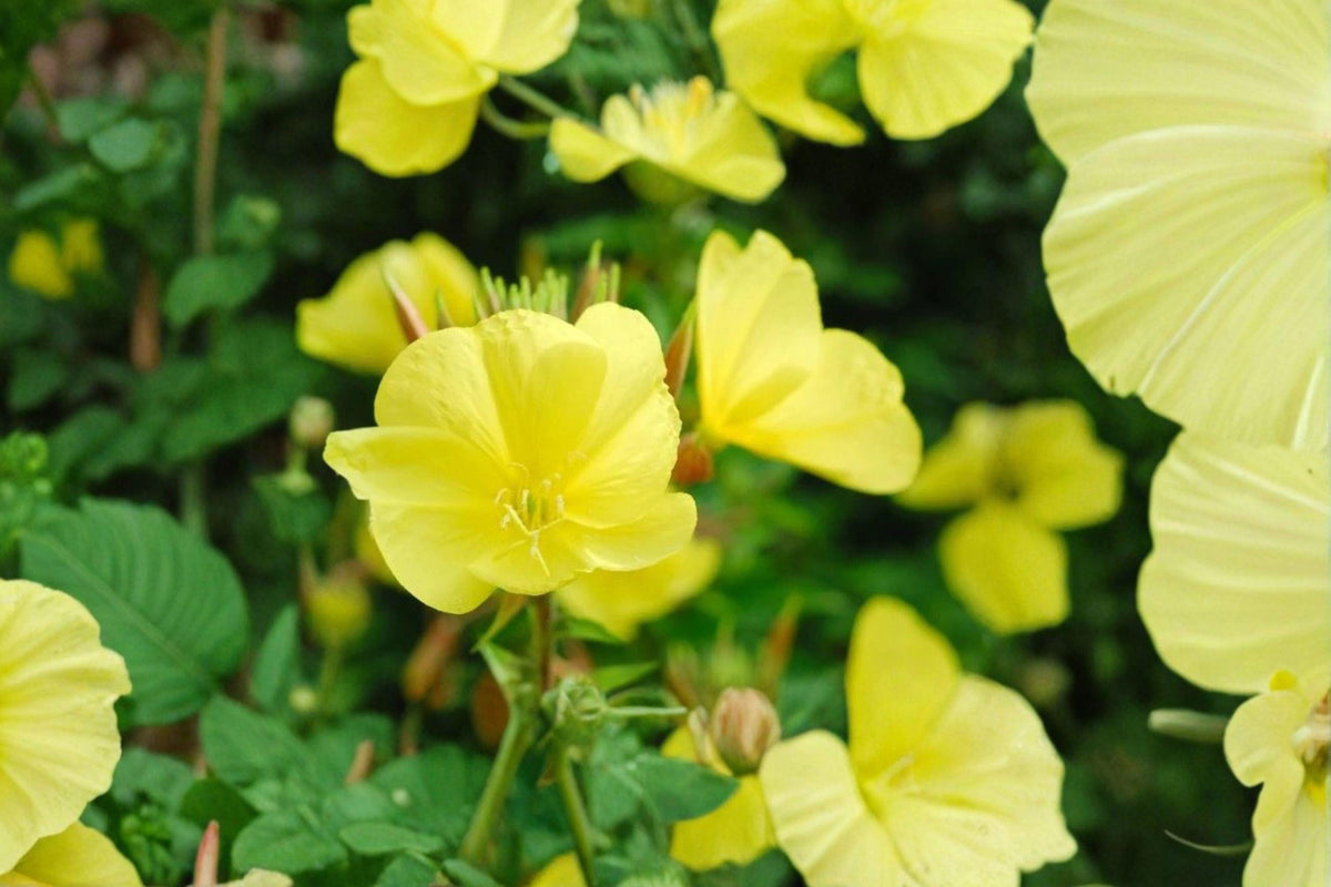 Primrose Evening Seeds 100mg Oenothera biennis Wildflower for Pollinator Gardens, Cottage & Meadow Planting
