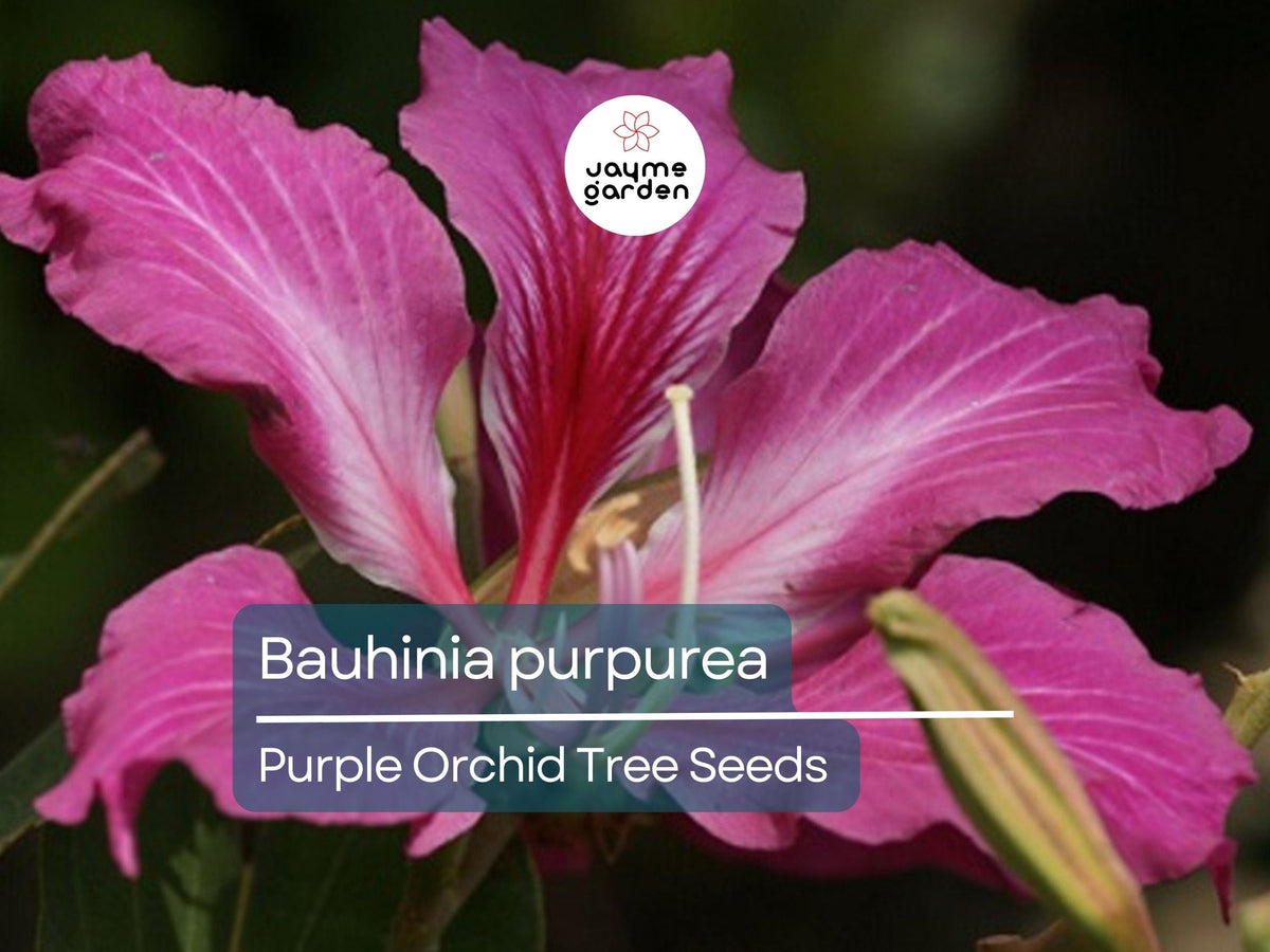 10 Seeds Bauhinia Purpurea Orchid Tree Purple Camel's Foot Flowering Plant Fast Growing Ornamental Tree