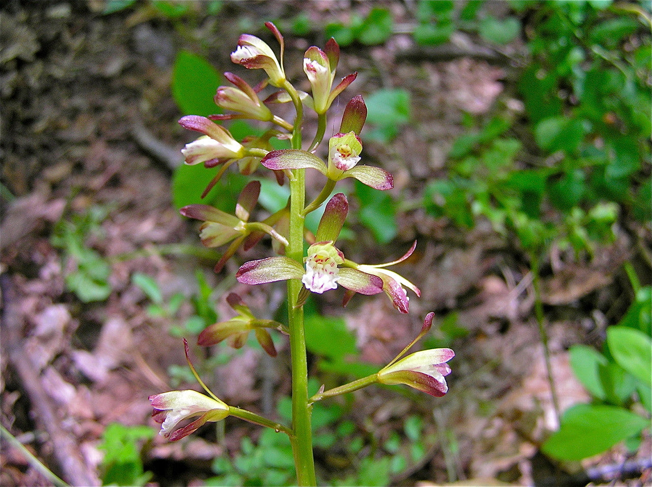 Bare-Root Adam & Eva Orchid Putty Root Aplectrum hyemale Woodland Shade Native Wildflower (2 Plants)
