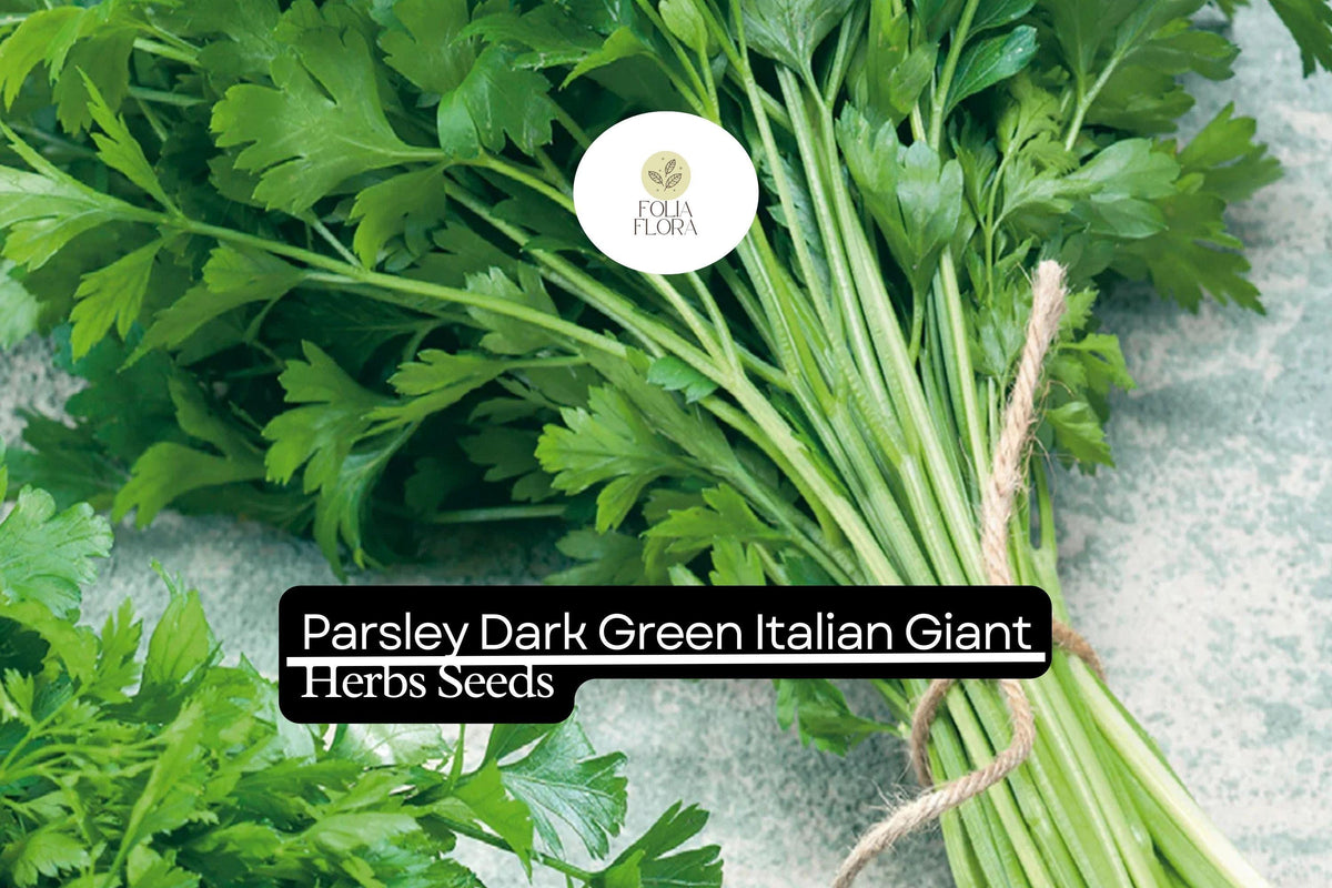 Dark Green Italian Giant Parsley Seeds | Petroselinum crispum | Heirloom, Non-GMO Herb for Cooking & Garnishing