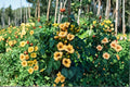 Campsis radicans 'Flava' Yellow Trumpet Vine Seeds – Bright Summer Blooms, Pollinator-Friendly, Climbing Garden Vine, 20 Seeds