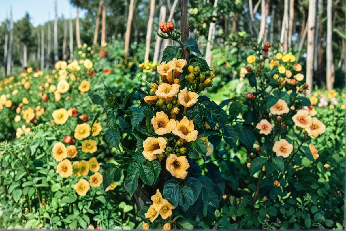 Campsis radicans 'Flava' Yellow Trumpet Vine Seeds – Bright Summer Blooms, Pollinator-Friendly, Climbing Garden Vine, 20 Seeds