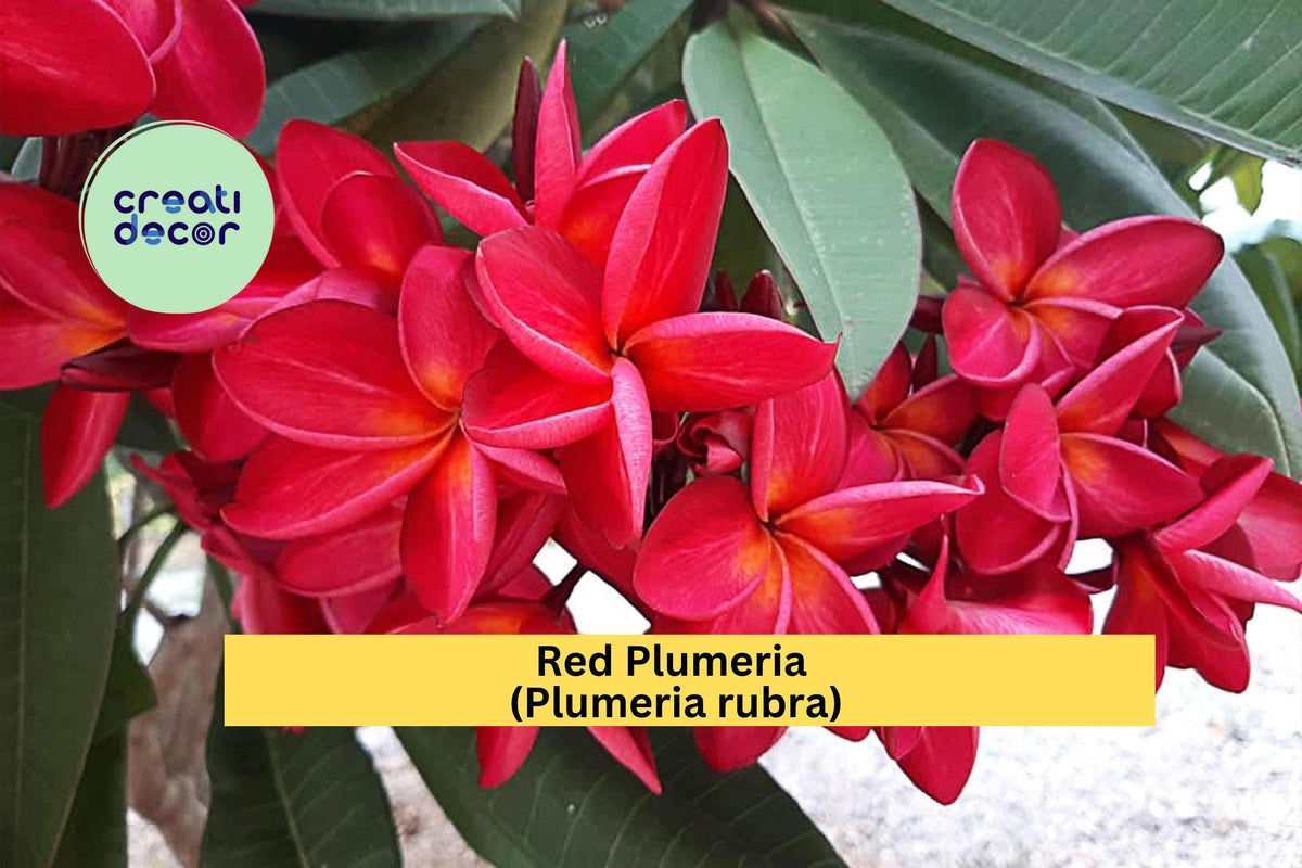 Red Plumeria Live Rooted Plant in 3" Pot – Fragrant Tropical Flowering Shrub Plumeria rubra