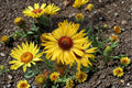 Yellow Gaillardia Seeds – Drought-Tolerant Blanket Flower, Gaillardia aristata, Wildflower, Pollinator Garden Plant