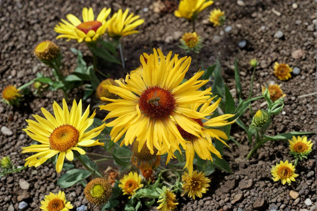 Yellow Gaillardia Seeds – Drought-Tolerant Blanket Flower, Gaillardia aristata, Wildflower, Pollinator Garden Plant