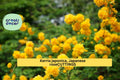 Kerria Japonica Cuttings - Unrooted Japanese Rose Flowering Shrub Starter with Bright Yellow Blooms