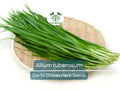 100 Garlic Chives Seeds Allium tuberosum - Aromatic Herb for Cooking, Garden, Asian Dishes, Easy to Grow
