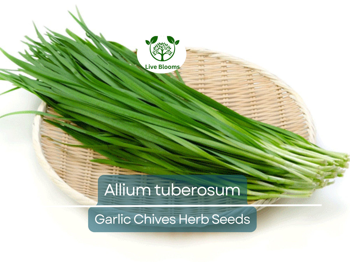 100 Garlic Chives Seeds Allium tuberosum - Aromatic Herb for Cooking, Garden, Asian Dishes, Easy to Grow
