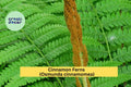 Cinnamon Fern Bare Root 3-Pack Osmunda cinnamomea Hardy Shade Perennial for Woodland Gardens and Borders