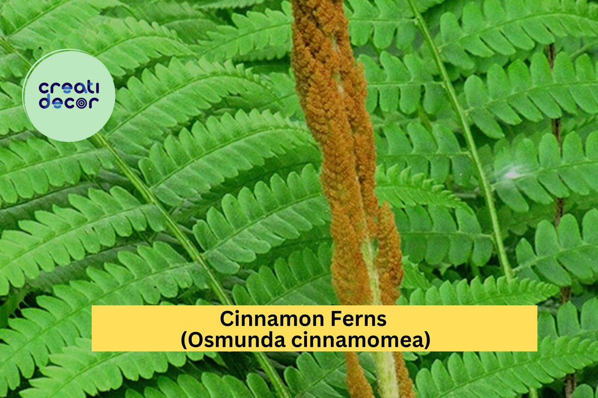 Cinnamon Fern Bare Root 3-Pack Osmunda cinnamomea Hardy Shade Perennial for Woodland Gardens and Borders