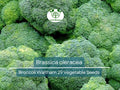 300 Seeds Broccoli Waltham 29 Brassica oleracea Heirloom Vegetable for Gardening & Harvest