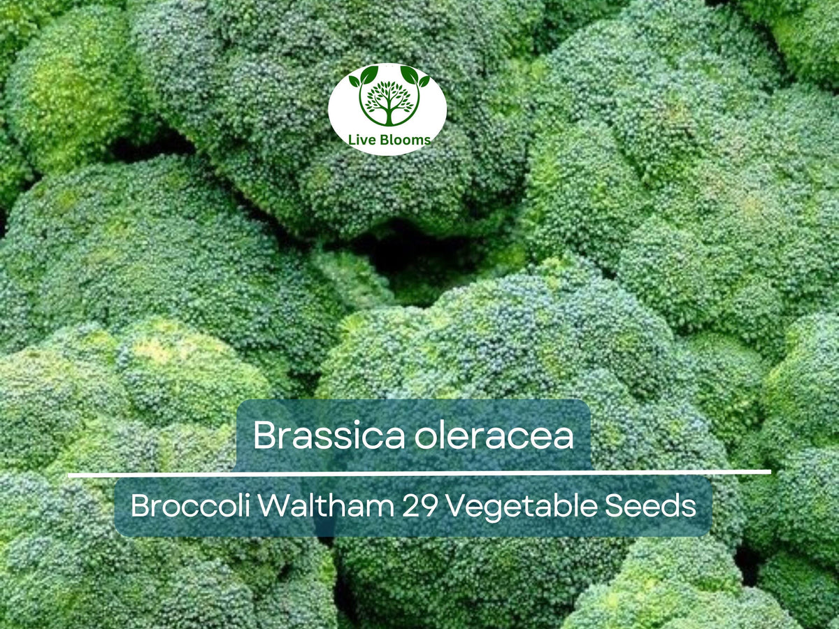 300 Seeds Broccoli Waltham 29 Brassica oleracea Heirloom Vegetable for Gardening & Harvest