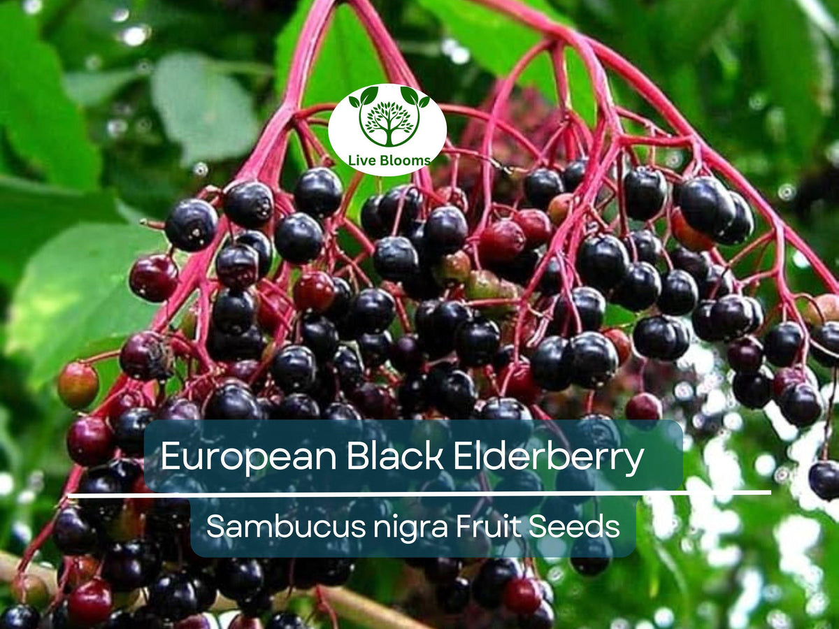 European Black Elderberry Seeds – Sambucus nigra, Edible Fruit, High Yield, Garden Starter, Deciduous Shrub, 80 Seeds