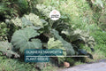 25 Gunnera Manicata Seeds – Giant Rhubarb, Dinosaur Food, Hardy Bog Plant, Prehistoric Herbaceous, Architectural Perennial