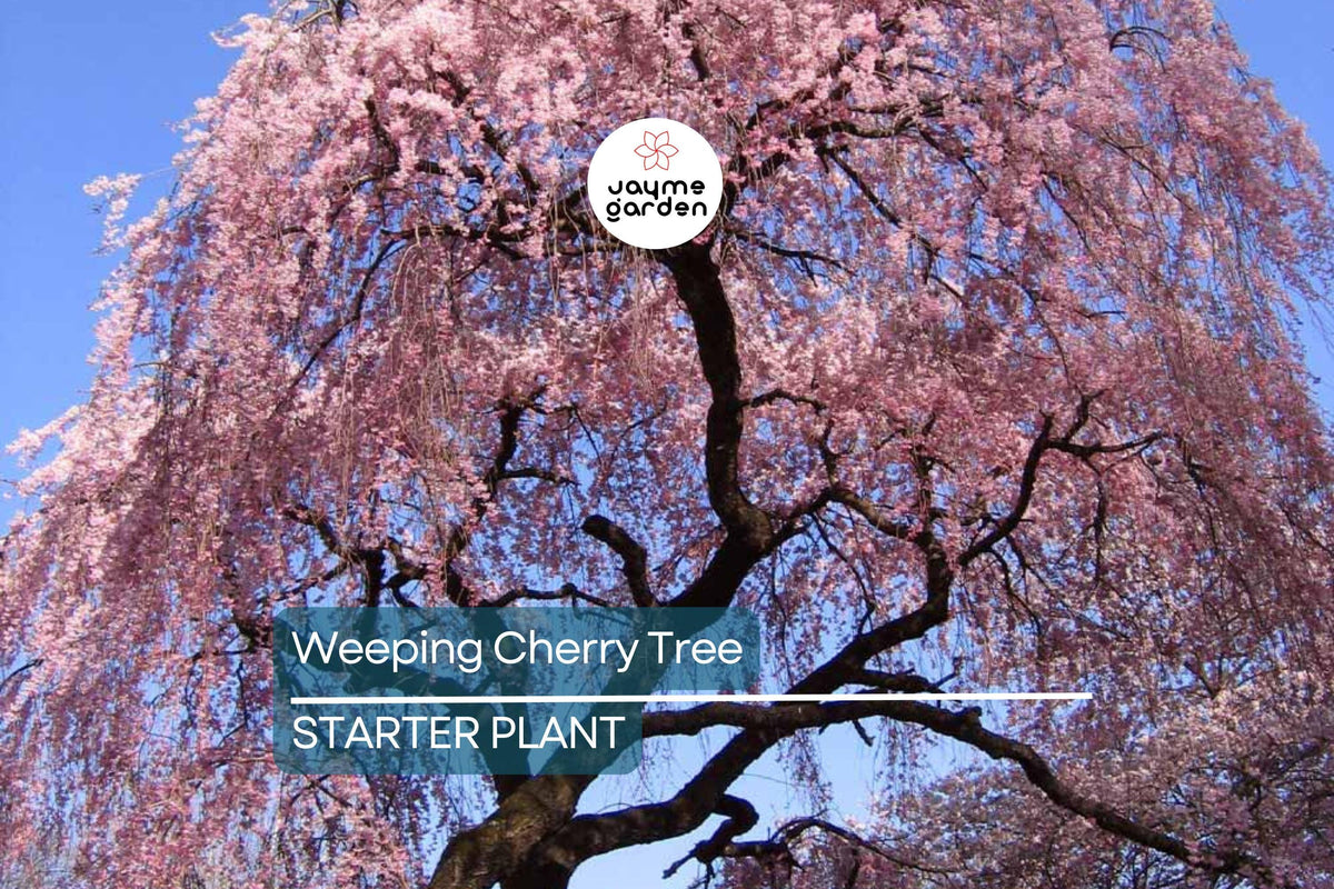 Weeping Cherry Tree - 2-3 Ft Tall Bare Root Flowering Tree with Spring Blooms, Hardy Zone 5, Prunus spp.