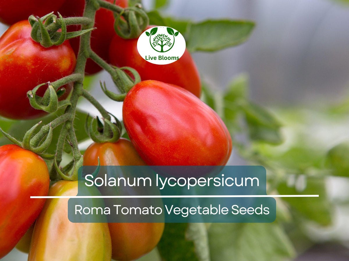 Roma Tomato Seeds 100mg Heirloom Solanum lycopersicum for Gardening, Canning, and Cooking