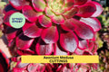 Aeonium Medusa Cutting – Rare Succulent Rosette, Unrooted Starter, Unique Foliage, Collector’s Plant, Succulent Arrangement, Aeonium hybrid