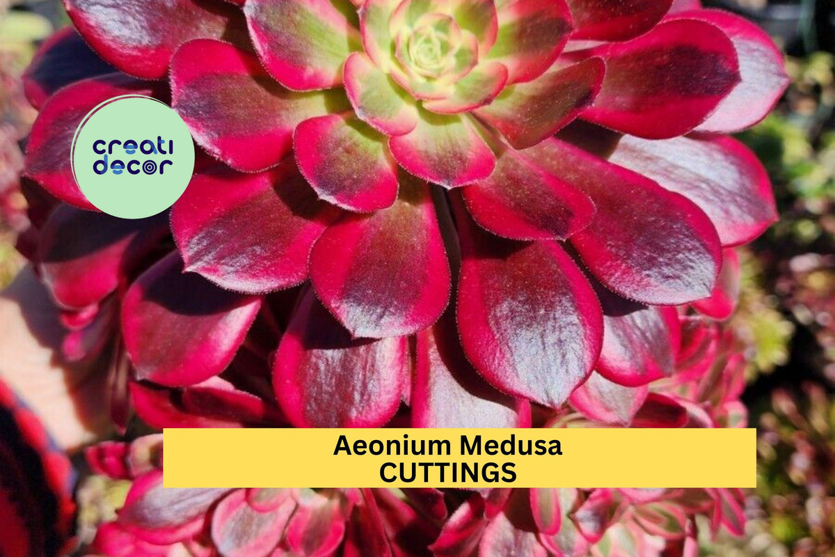 Aeonium Medusa Cutting – Rare Succulent Rosette, Unrooted Starter, Unique Foliage, Collector’s Plant, Succulent Arrangement, Aeonium hybrid
