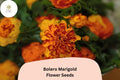 25+ Bolero Marigold Seeds | French Dwarf Tagetes patula with Red & Gold Bi-Color Blooms | Easy Annual Flower for Garden & Containers