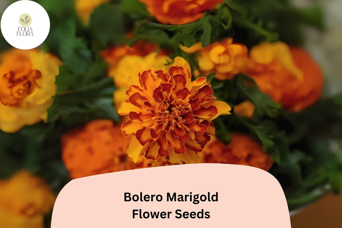 25+ Bolero Marigold Seeds | French Dwarf Tagetes patula with Red & Gold Bi-Color Blooms | Easy Annual Flower for Garden & Containers