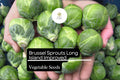 Brussel Sprouts Seeds 1g Long Island Improved Heirloom Brassica oleracea var. gemmifera Compact, Cold-Hardy, High-Yield