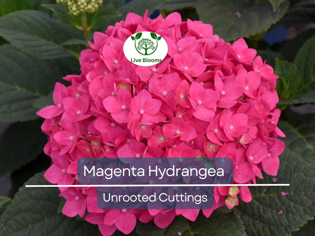 Live Magenta Hydrangea Cuttings - Hydrangea macrophylla, 6" Unrooted, Heirloom, Easy to Grow, Vibrant Blooms, Garden Plant