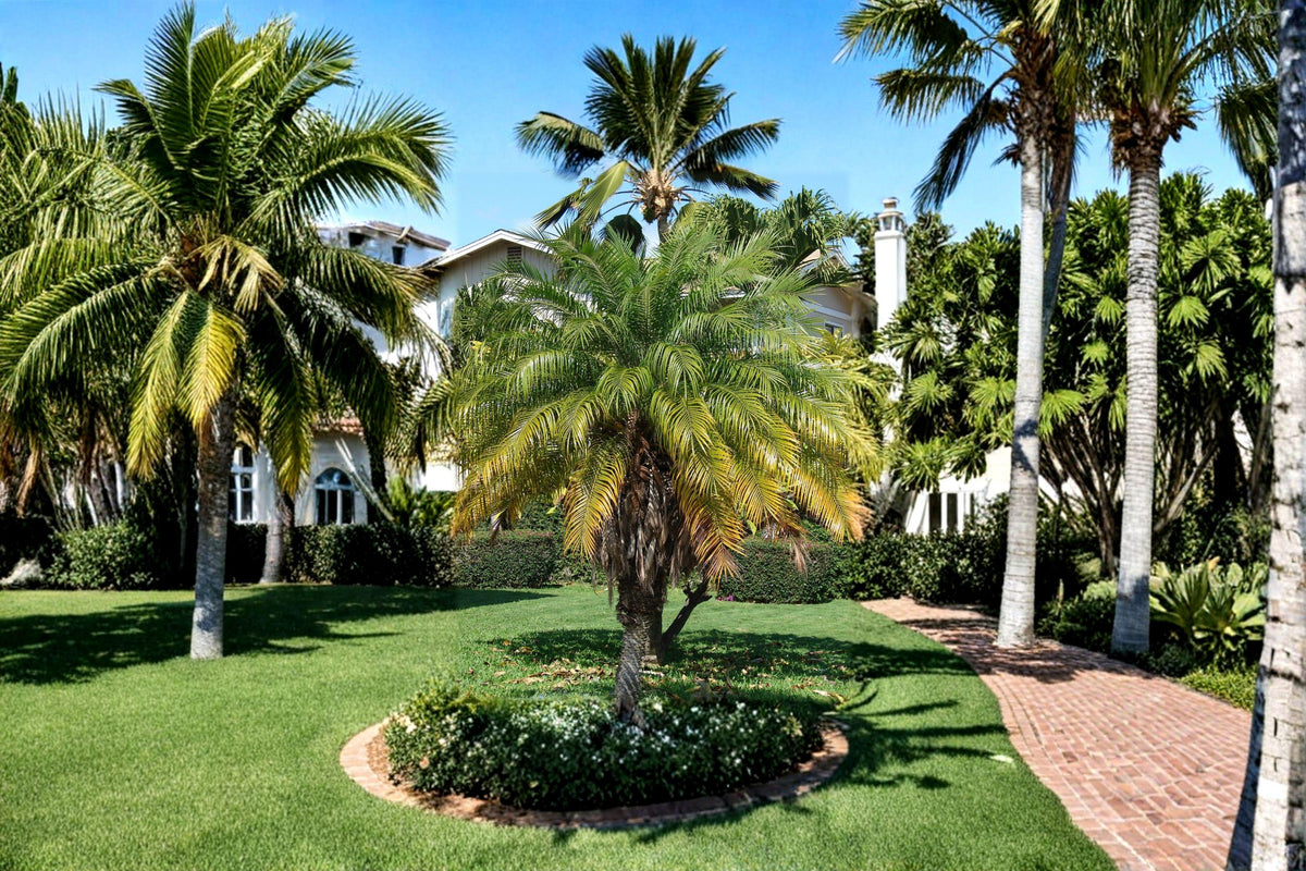 Pygmy Date Palm Seeds – Phoenix roebelenii, Indoor/Outdoor Container Plant, Tropical Ornamental Palm, 5 Seeds