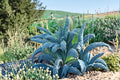 Kale Seeds – Lacinato (Dinosaur Kale) – Heirloom Italian Variety – Dark Blue-Green Leaves – Brassica oleracea