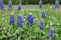 Texas Bluebonnet Seeds – Native Wildflower, Lupinus texensis, Spring Bloom, 50 Viable Seeds for Gardens & Meadows