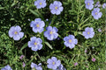 Perennial Blue Flax Seeds – Linum perenne, Drought Tolerant Wildflower, Sky Blue Flowers, Native Garden Plant, 100 Seeds