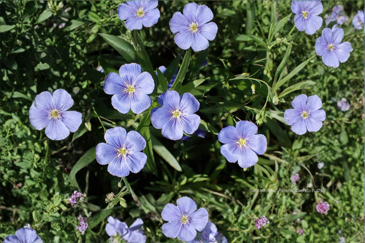 Perennial Blue Flax Seeds – Linum perenne, Drought Tolerant Wildflower, Sky Blue Flowers, Native Garden Plant, 100 Seeds