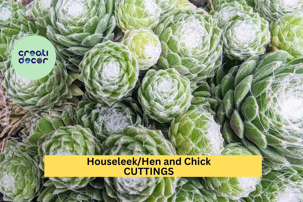Baby Sempervivum Succulents Set – 10 Mixed Varieties, Hardy Drought-Tolerant Hens & Chicks, Sempervivum spp.