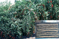 Goji Berry Cuttings Lycium barbarum Fruiting Shrub, Fresh Unrooted Plant Propagation Material