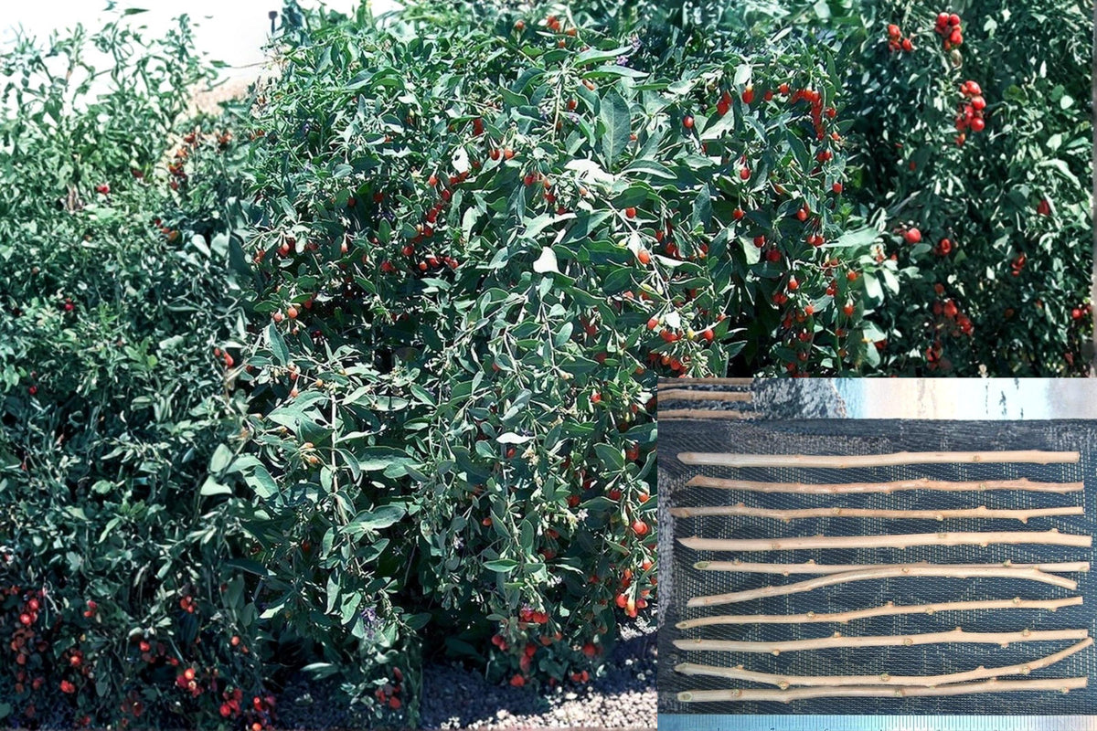 Goji Berry Cuttings Lycium barbarum Fruiting Shrub, Fresh Unrooted Plant Propagation Material