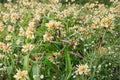 Sweet Everlasting Seeds – Native Wildflower, Fragrant Blooms, Pseudognaphalium obtusifolium, 500 Seeds
