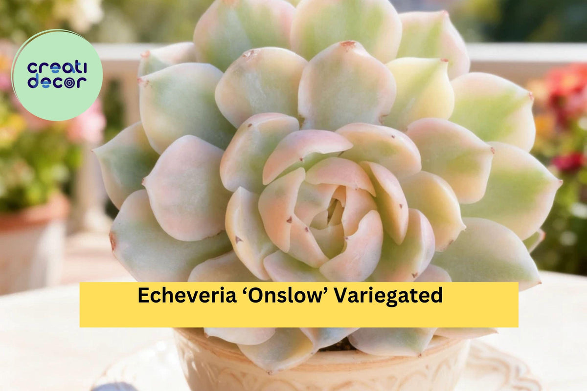 Echeveria ‘Onslow’ Variegated Rare Bare Root Succulent – Indoor, Terrarium, Garden Collection, Easy Care, Live Plant