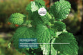 2000 Peppermint Seeds – Mentha piperita, Non-GMO Heirloom Mint for Tea, Culinary & Medicinal Use, Fast-Growing Herb for Gardens