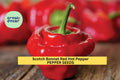 3pcs Scotch Bonnet Red Hot Pepper Seeds – Capsicum chinense, Caribbean Chili, Bright Red, Fruity Flavor, Spicy Cooking & Garden Growing